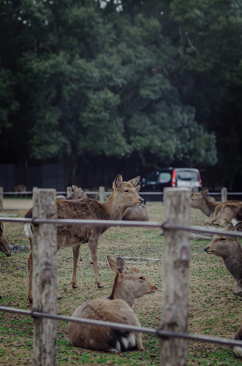 Превью Nara 2024